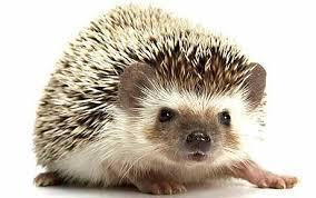Pretend you're driving and you feel a bump. You pull over and look out your window. You see a hedgehog lying on the road. You just missed its body, and ran over its legs and arms so it can't walk or even get up. What do you do?