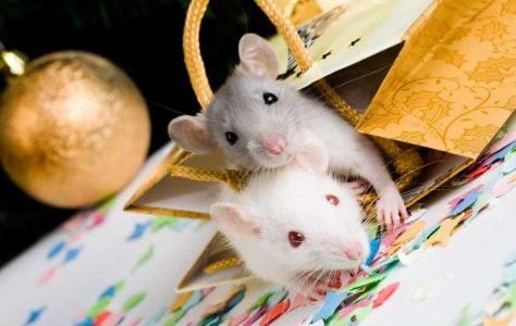 What should you avoid feeding your mice?