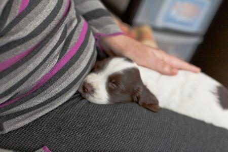How do you handle pet emergencies?