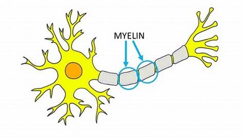 What is the role of myelin in the nervous system?