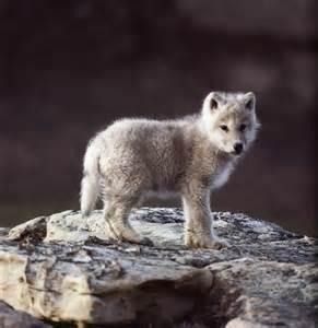 you see an adorable baby wolf walking towards you.