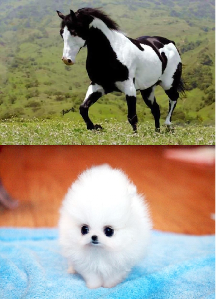 Would you rather own a horse or a dog