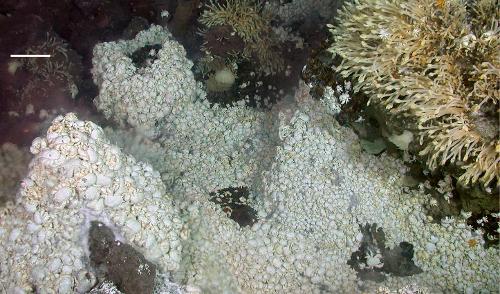Deep-ocean hydrothermal vents have been found to have what kind of ecosystem?