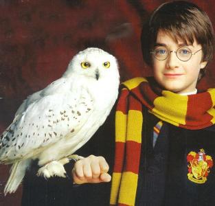 What is the name of Harry's owl?