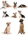 What are your favourite dog breeds?