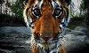 Are tigers going extinct?