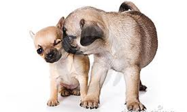 Chihuahua or pug - who is best?