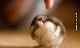 what do u think about this little hamster? :D
