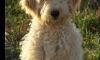 What is an ideal name for a Goldendoodle?