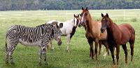 Does a horse run faster than a zebra?