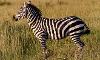 Can zebras be domesticated and trained?