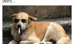 guys do you like the, airbud? i haven't heard that name in years. meme?