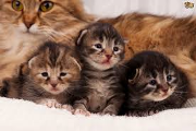 A cat had three kittens named April, May, and June. What was the mothers name?