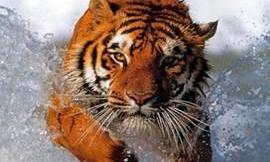 Why are some tiger's fur orange?