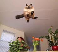 Flying cats... What else does the world have in store for us?
