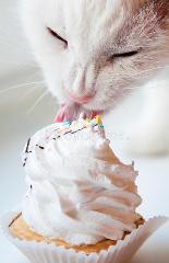 Cupcake_Kitty