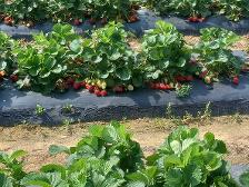 Went to the strawberry patch