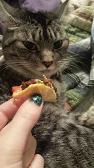 He won't accept the tiny taco! :(