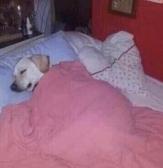 me putting my elec blanket on high and laying on it possibly causing a fire bc my room is freezing