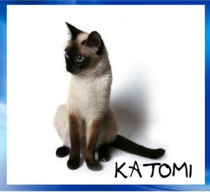 katomi's Photo