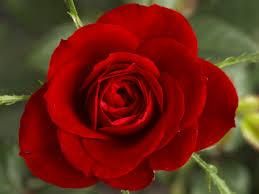 what flower are you? (4)