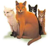 Which warrior cat are you? (12)