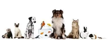 What pet fits your personality?