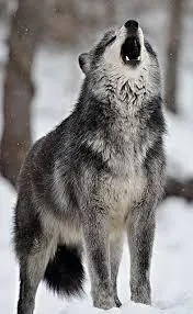 What rank are you in your wolf Pack?