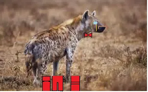 Are you a dog or a wolf?