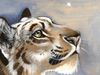 tigerstarfire tigerstarfire