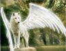 Aura_the_Wolf Aura_the_Wolf