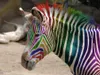 butterflyrainbowwarrior butterflyrainbowwarrior