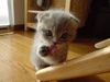 MeowKiss MeowKiss