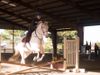 wolfandhorse wolfandhorse