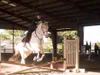 wolfandhorse wolfandhorse