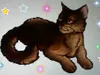 Silverflame Silverflame