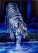 whitetiger10 whitetiger10