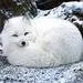 silver_kitsune silver_kitsune