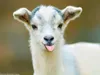 goat78
