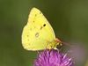YellowFlutterby YellowFlutterby