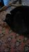 Meow18 Meow18