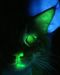 GreenROX101 GreenROX101