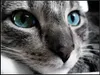 warriorcatlover