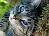 mistyfeather mistyfeather