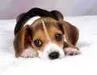 puppy111 puppy111