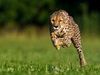 Leafpool2003924