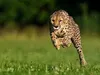 Leafpool2003924