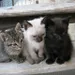 gatoluver
