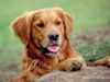 Dogluver22 Dogluver22