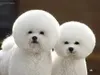 cottoncandy227 cottoncandy227